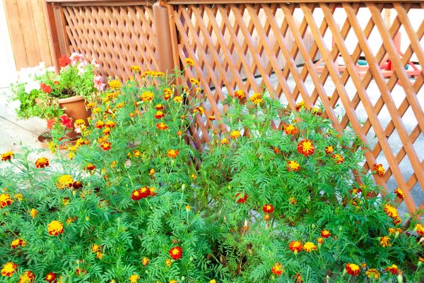 Wooden Lattice Fencing