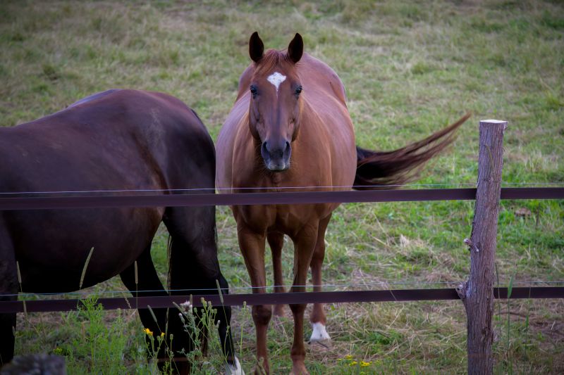Equine Fence Installation in South Houston, TX